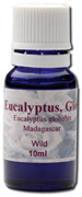 Eucalyptus Globules